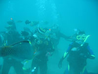 Lovina Dive Bali