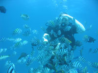 Bali Dive
